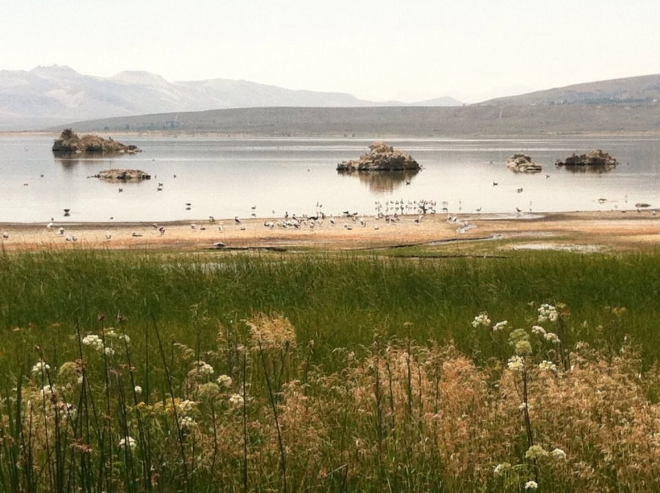 Tranquil lake scene with reeds, wildflowers, and seagulls on the shore, surrounded by mountains, perfect for nature and outdoor photography.