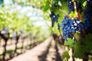 Vineyard with ripe blue grapes hanging on the vine during daytime, lush green leaves, sunny weather, ideal for wine production, scenic rural landscape, agriculture, wine grapes, harvest imagery, nature, outdoor.
