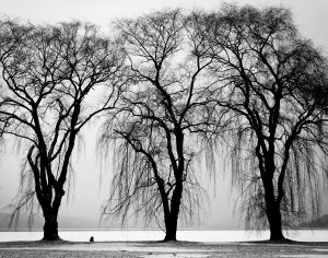 Bare winter trees silhouette against a foggy, gray sky, serene outdoor landscape, black and white nature scene, peaceful misty atmosphere, minimalist black and white forest photography.