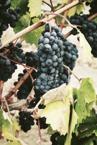 Vineyard grape cluster ready for harvest at A Hundred Affections vineyard, showcasing fresh premium grapes for winemaking in an inviting rural setting.