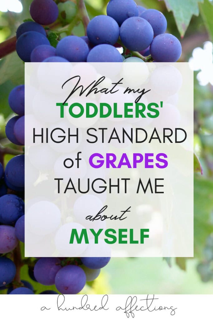 Vineyard grapes close-up on the vine, perfect for wine or fruit lovers.