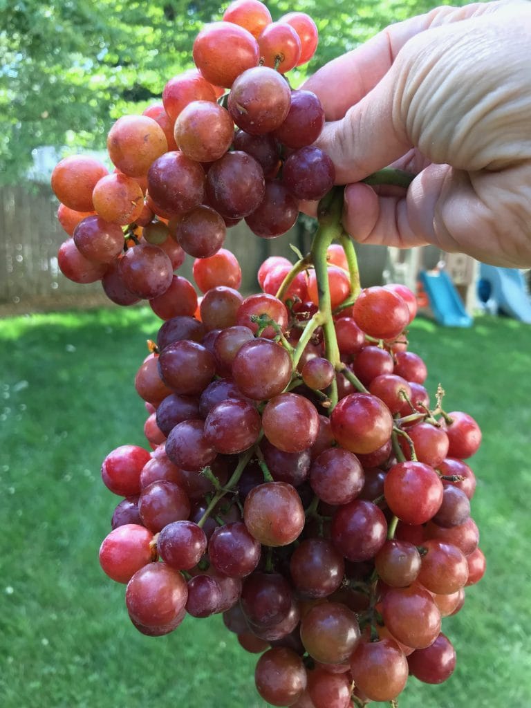 Bunch of ripening red and purple grapes being held outdoors in a garden setting.