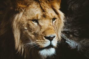 Majestic lion close-up with intense gaze, detailed fur, and sharp features, showcasing wildlife and big cat photography for nature lovers and animal conservation enthusiasts.