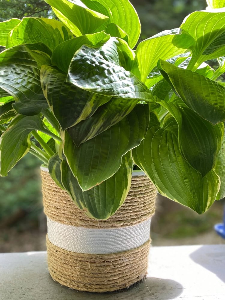 Lush green hosta plant in a rustic twine and fabric pot on a sunny outdoor table.