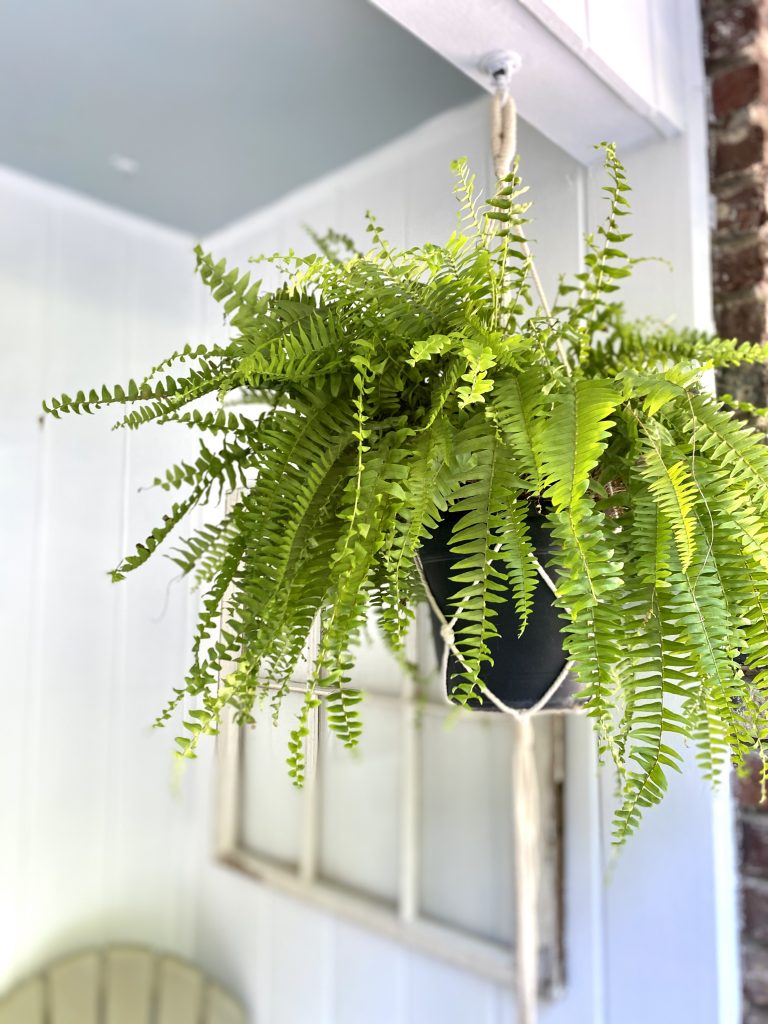 fern close up