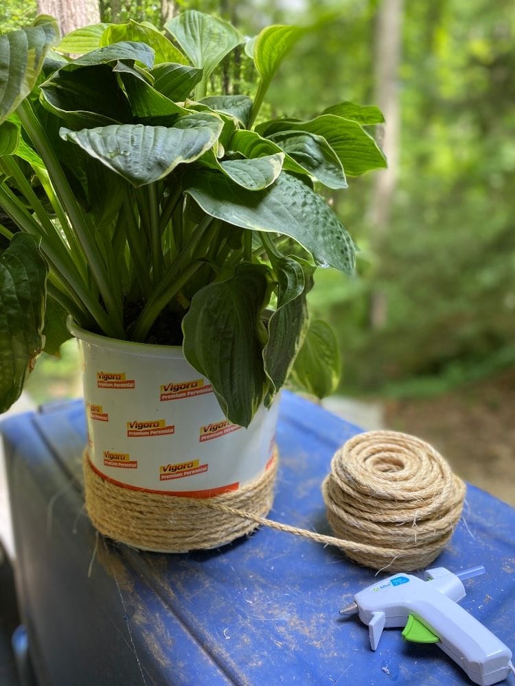Lush green potted plant with large leaves on a blue surface, gardening supplies and twine for plant care, outdoor garden setting with blurred trees in background.