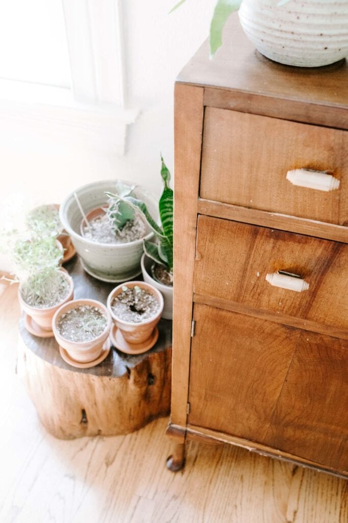 Vase of potted succulents and plants on a rustic wooden stand next to a vintage wooden cabinet, creating a cozy, natural home decor aesthetic.