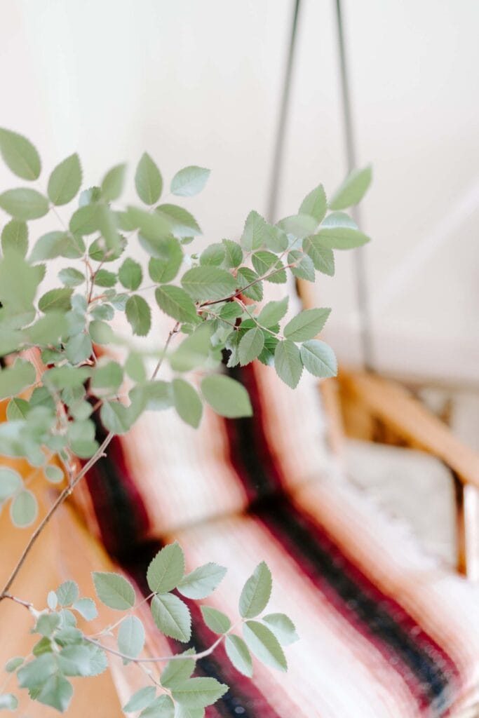 Fresh green houseplant leaves close-up, decorative indoor plant for home decor and interior design.