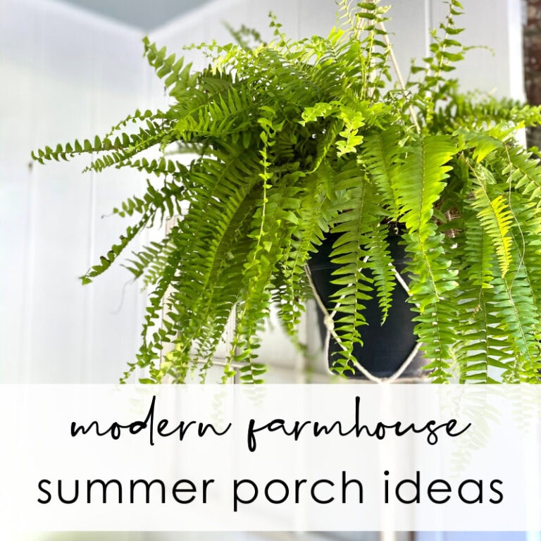 Lush green fern plant in black pot, perfect for modern farmhouse summer porch decor and outdoor gardening ideas.