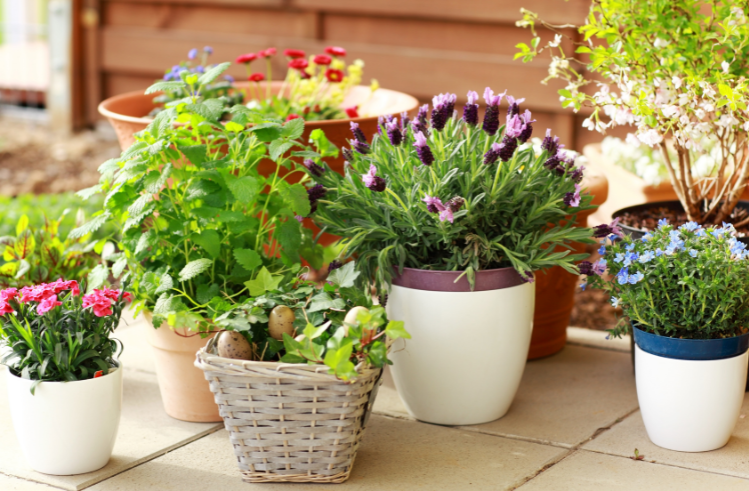 variety of colorful flowers in planters on patio floor.