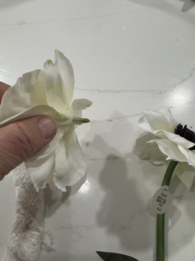 snip anemones