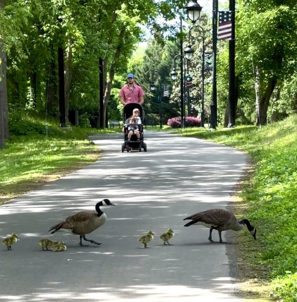 goose crossing on river walk in pigeon forge at leconte