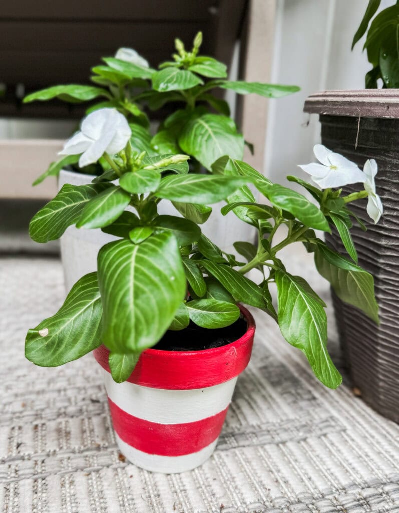red white strip flower pot for 4th of july