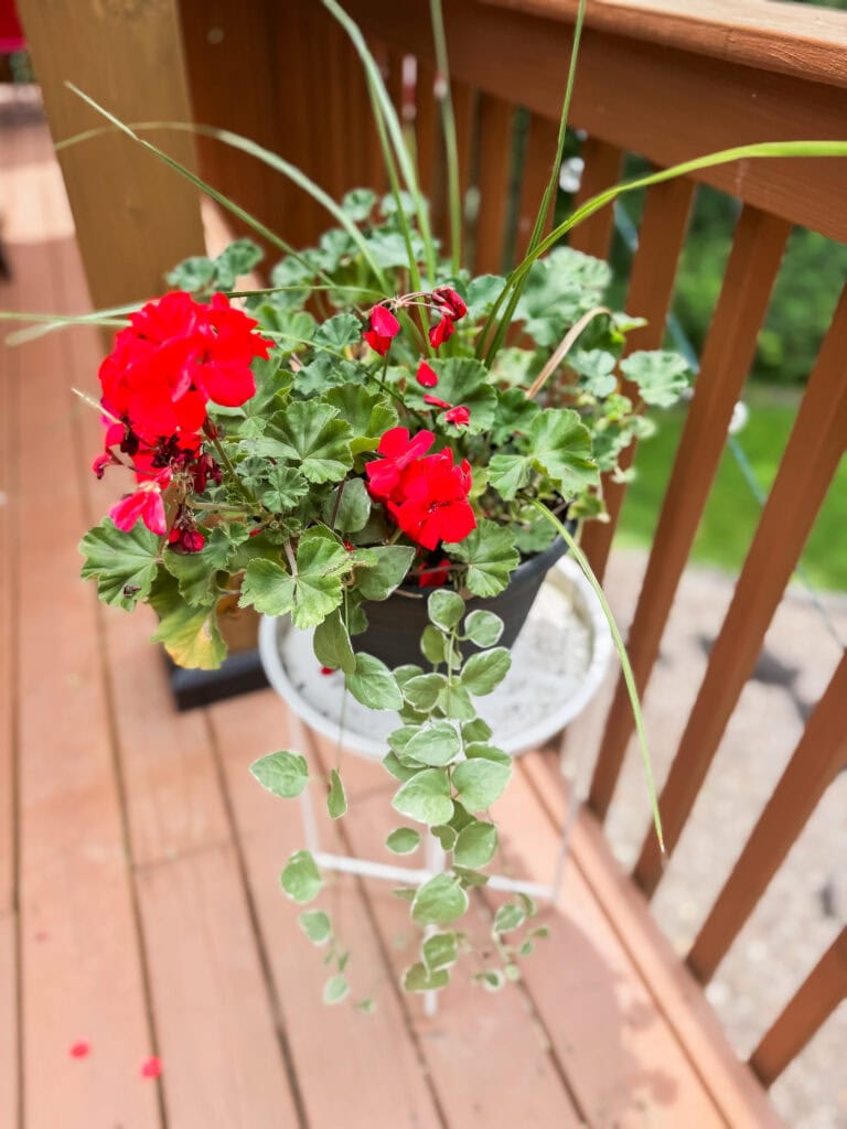 red geraniums in planter for 4th of July decor