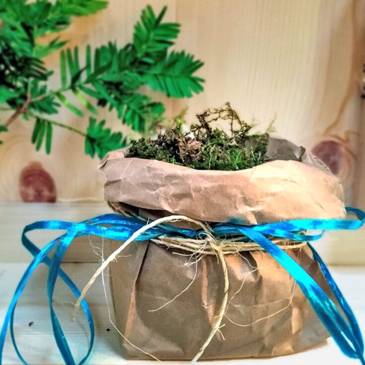 Vase wrapped in brown paper with blue ribbon, containing a small green plant and moss, on a wooden surface, ideal for rustic floral arrangements or eco-friendly gift ideas.