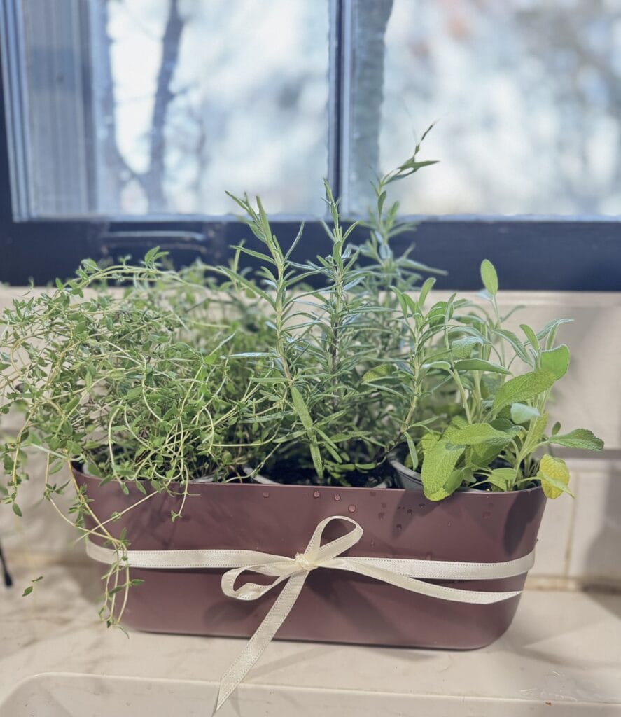 Fresh potted herbs including thyme, rosemary, and mint in a pink container with a cream ribbon decoration, set on a white countertop near a window.