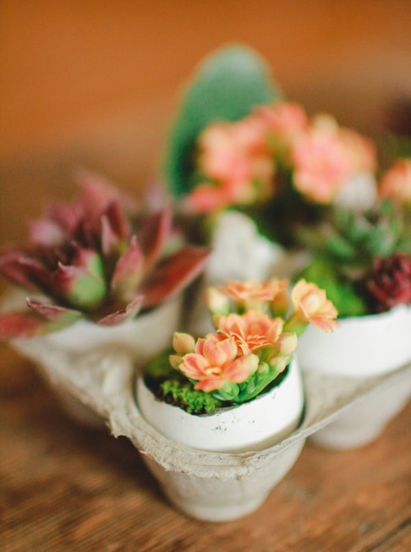 Brightly colored succulents arranged in an egg carton for a charming, botanical display of succulents and gardening ideas.