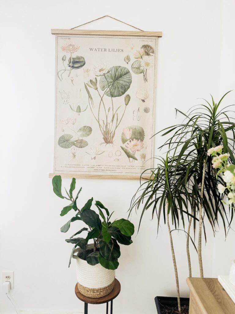 A detailed botanical illustration of water lilies, showcasing various stages of growth and different species, displayed on a white wall with indoor plants nearby.