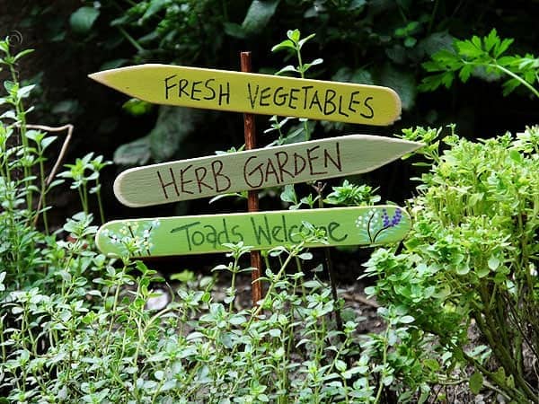 Colorful wooden signs in a lush herb and vegetable garden, welcoming visitors with directions to the fresh vegetables, herb garden, and toads. Perfect for garden enthusiasts and sustainable living.