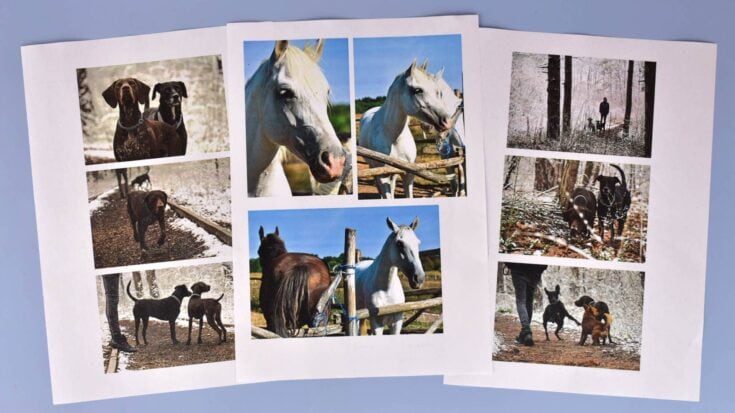 Collection of images showing horses and dogs in training and outdoor activities, highlighting animal companionship and outdoor environments.