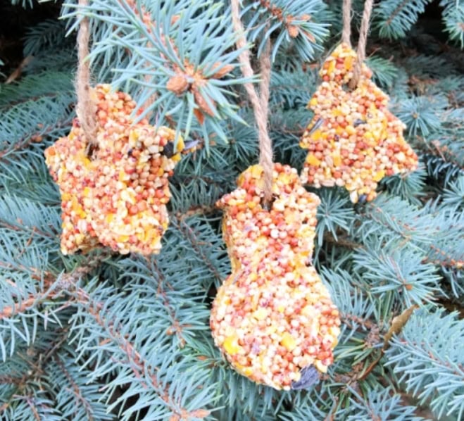 Colorful homemade birdseed ornaments hanging on a Christmas tree with blue-green pine needles, perfect for holiday decoration and bird feeding.